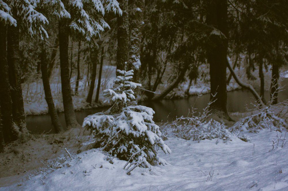 Мороз снежком укутал.