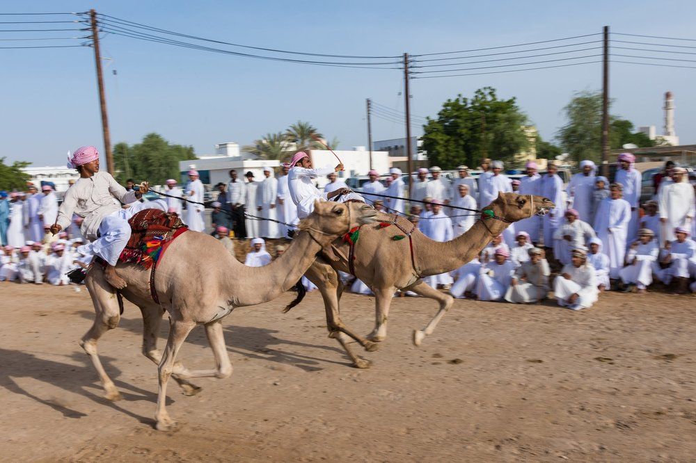 Camel Race