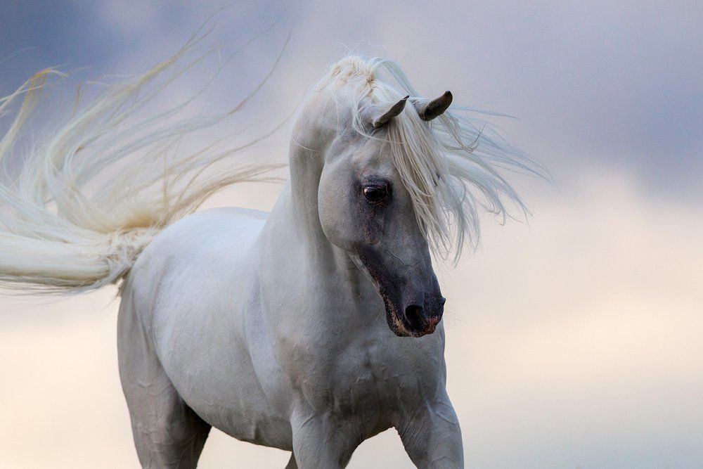 Экспрессия