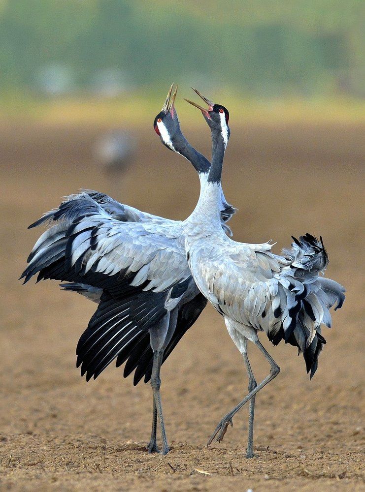 Ритуальный танец.