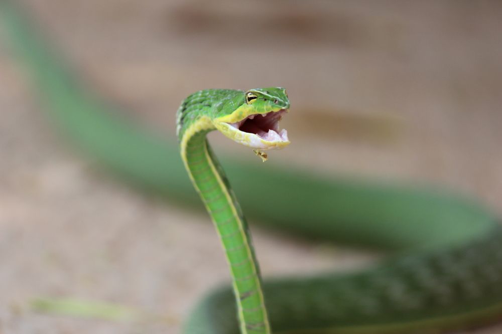 Green snake