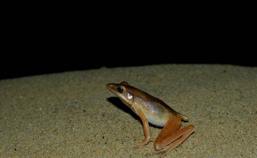 Clinotarsus alticola (Point-Nosed Frog)