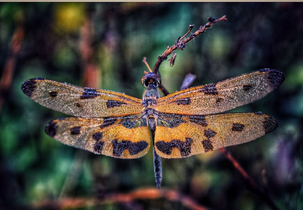 Dragon fly