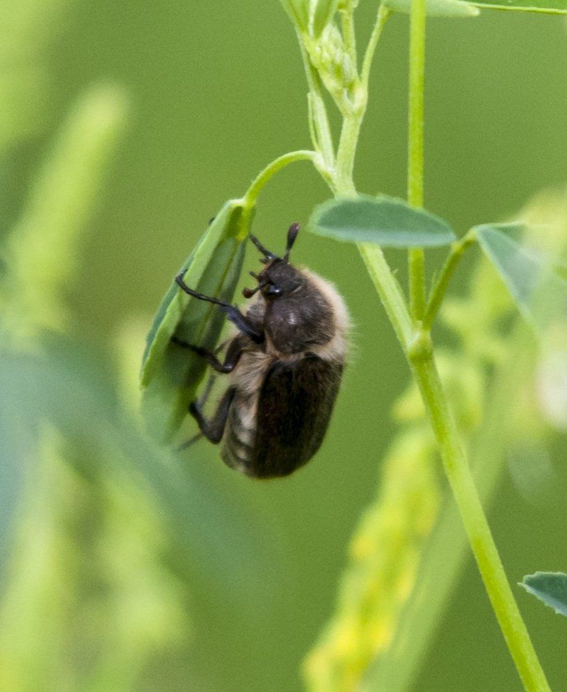майский жук.