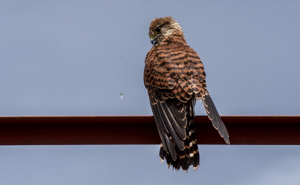 Malagasy Kestrel