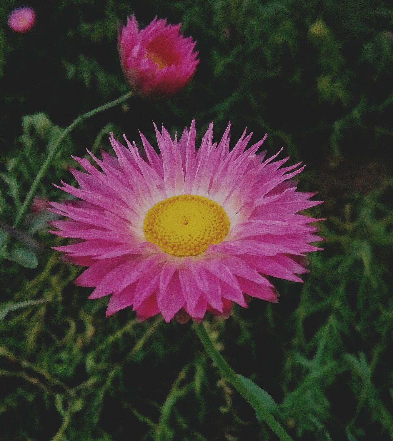 flower