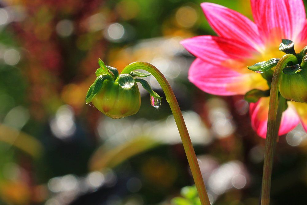 Солнце в капле