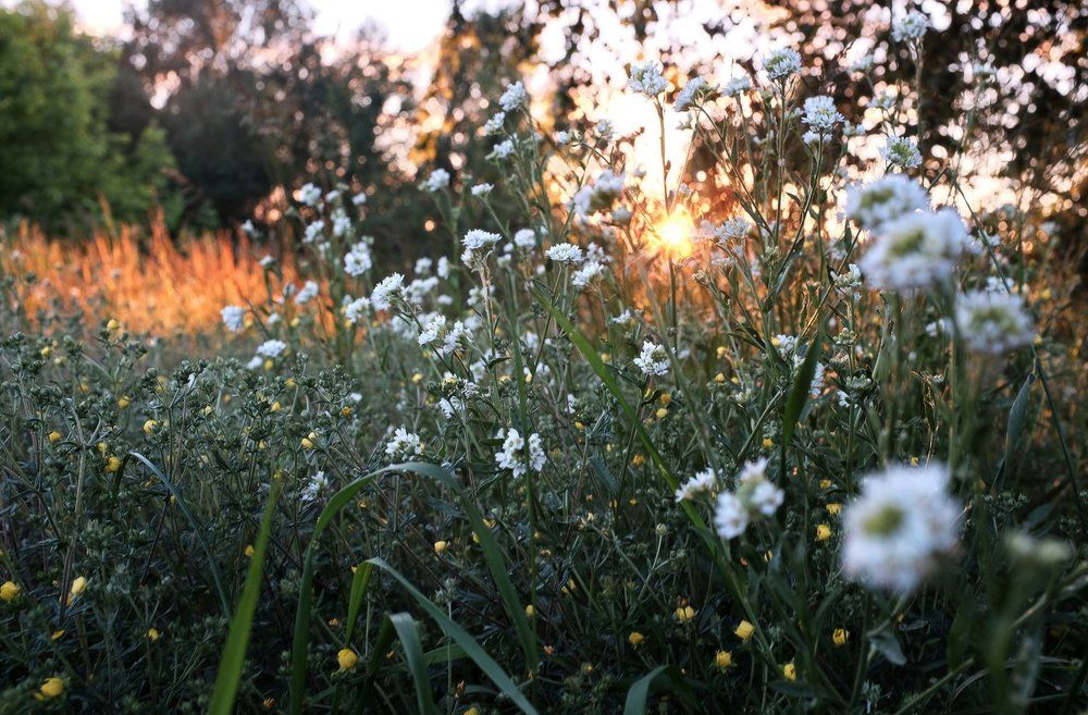 Солнца уголек.