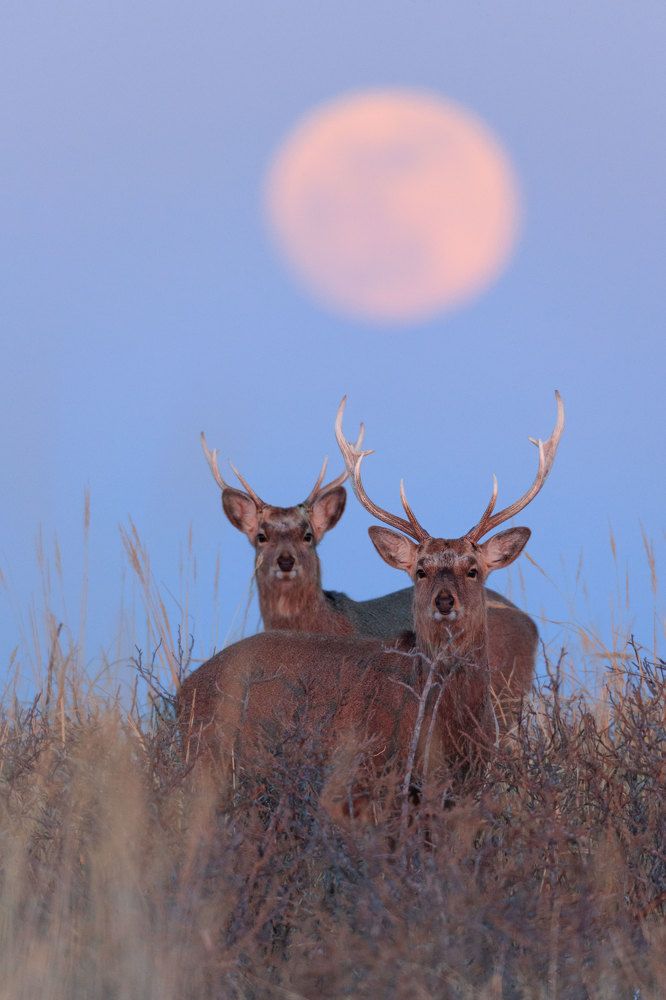 Восхождение супер луны