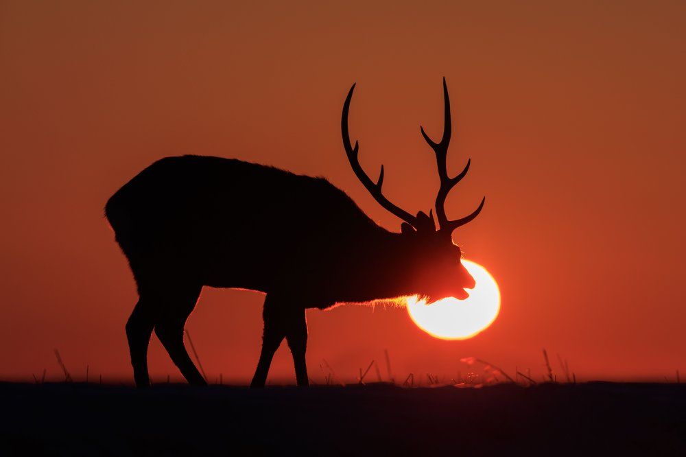 Золотой телец.