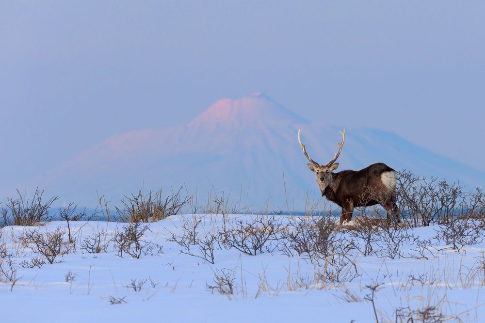 Олень на фоне вулкана Тятя