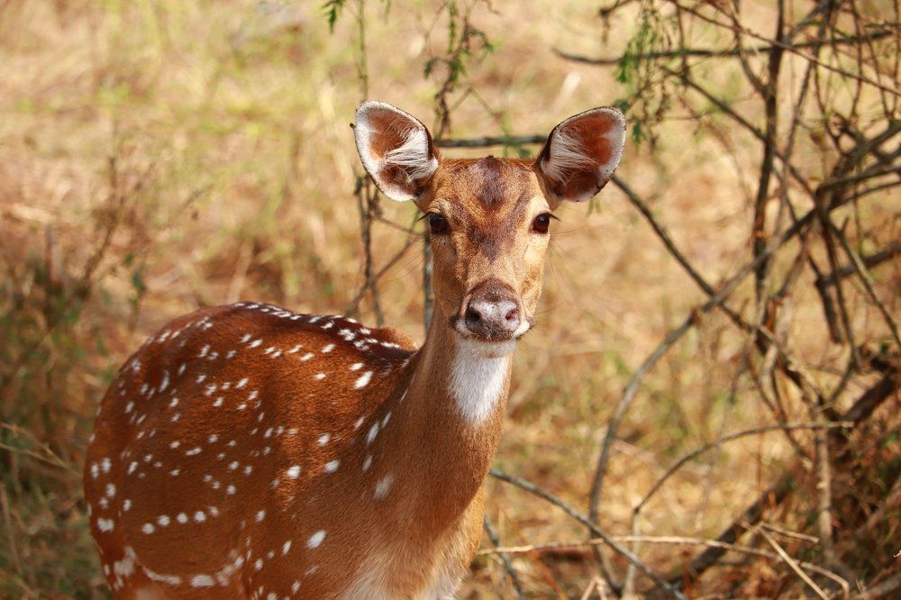 Photograph by Ajithkumar