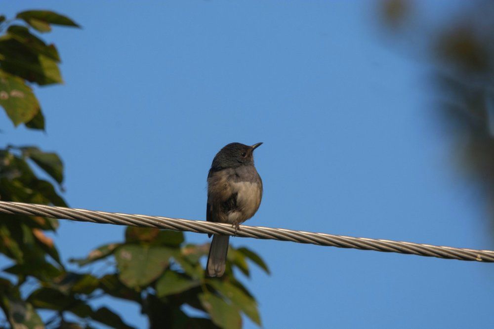 Oriental Magpie