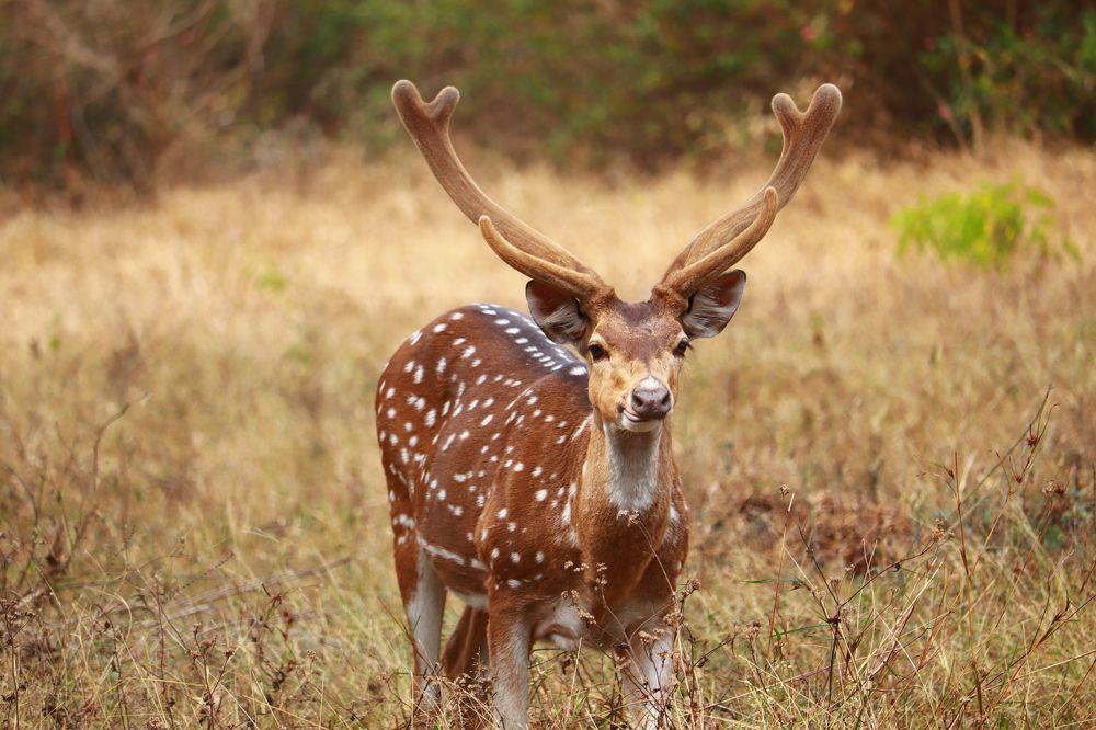 Photograph by Ajithkumar