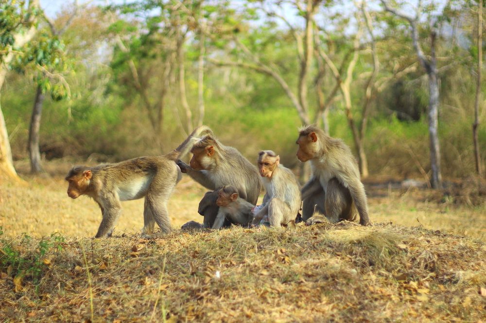 Photograph by Ajithkumar