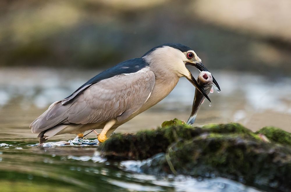 Ślepowron   _   Nycticorax nycticorax