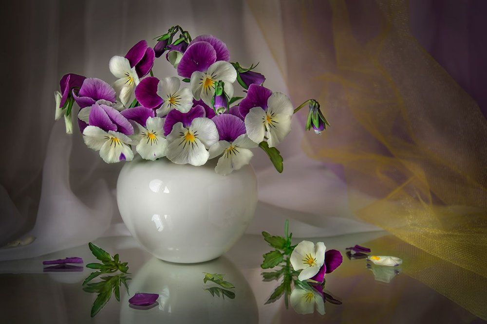 Нежные виолы.