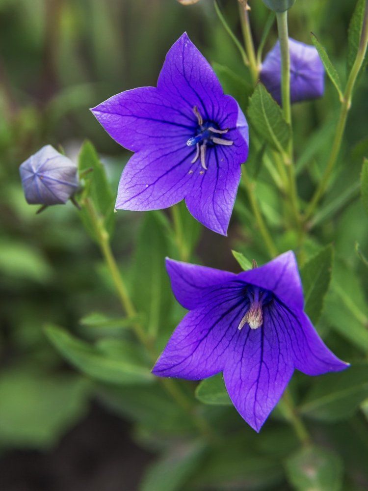 Photograph by Victor Pruhnitskiiy