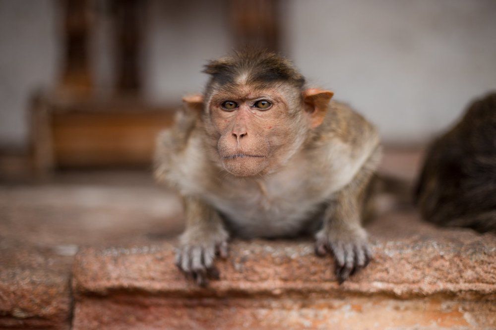 Angry Monkey