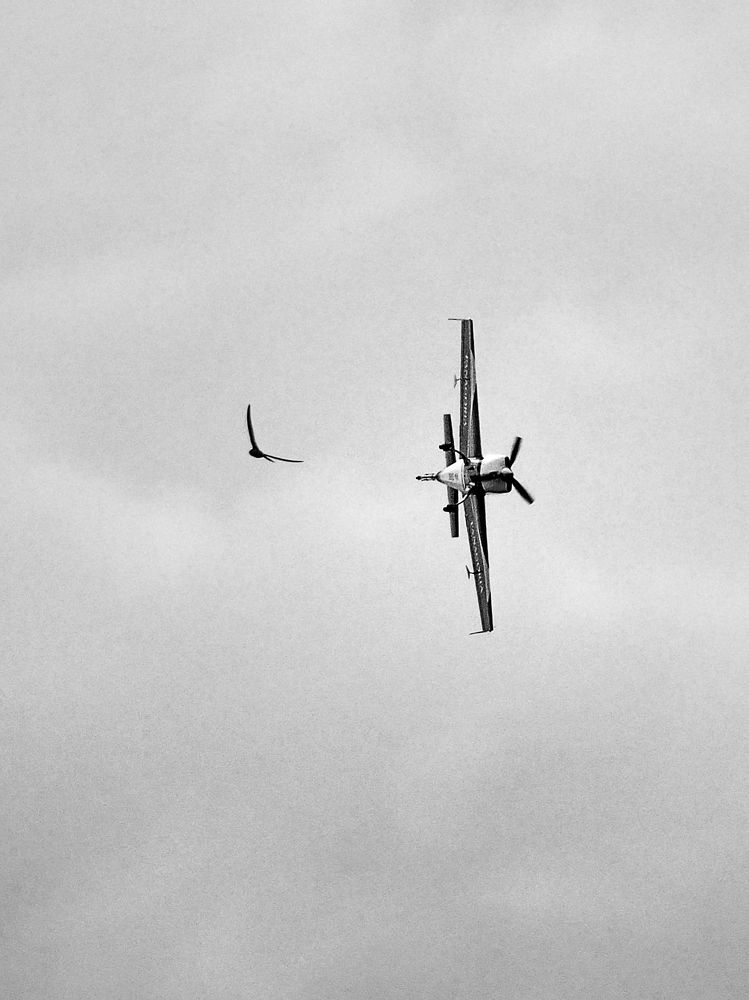 Улетая, домой возвращайтесь...