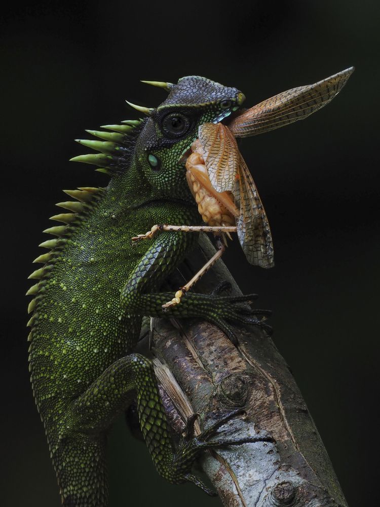 Acanthosaura Nataliae 2