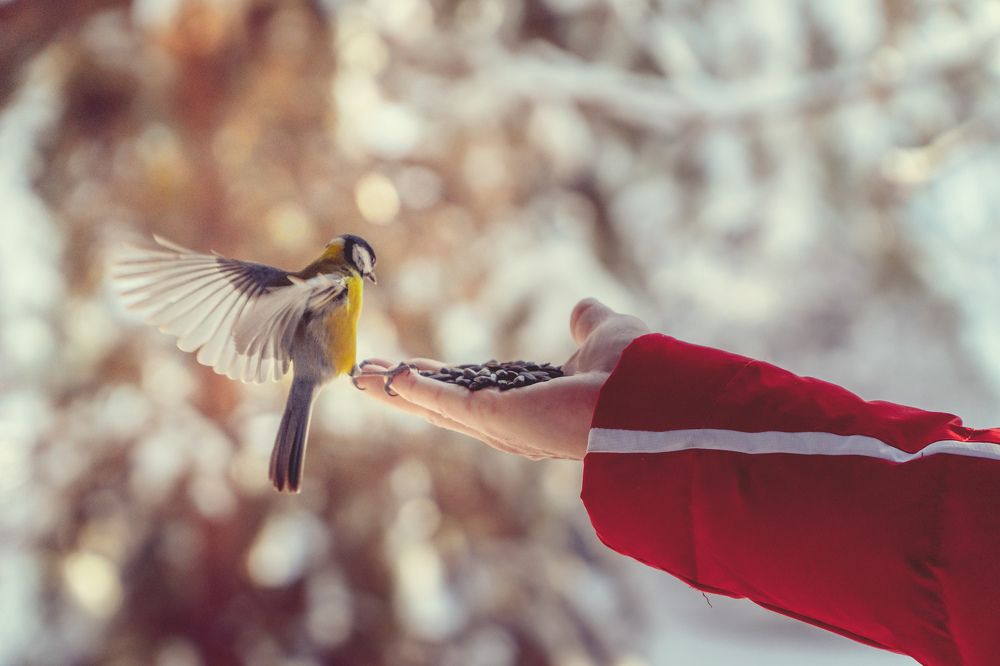 В зимнем парке