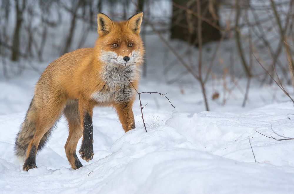 Кушать очень хочется….