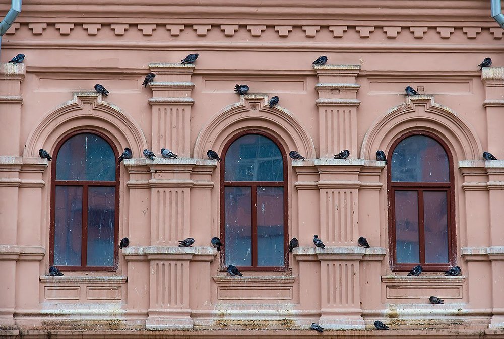 Среда обитания