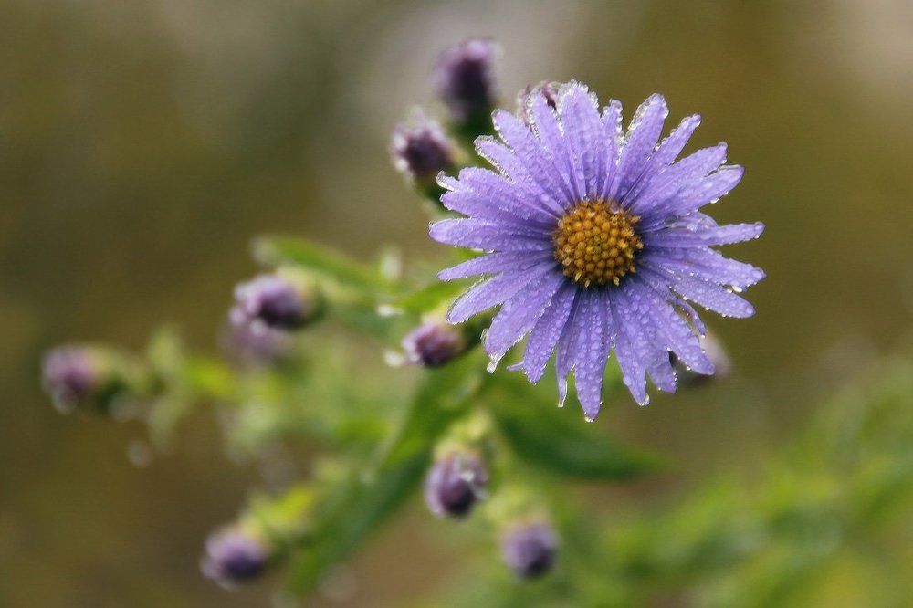 Позднеоктябрьские цветы