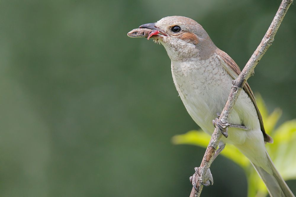Пернатая гильотина.
