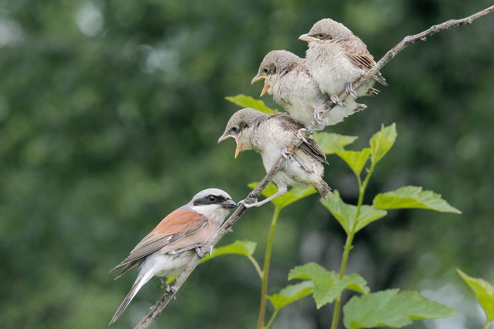 Трое-это слишком.