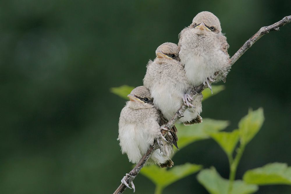 Трое в перьях.