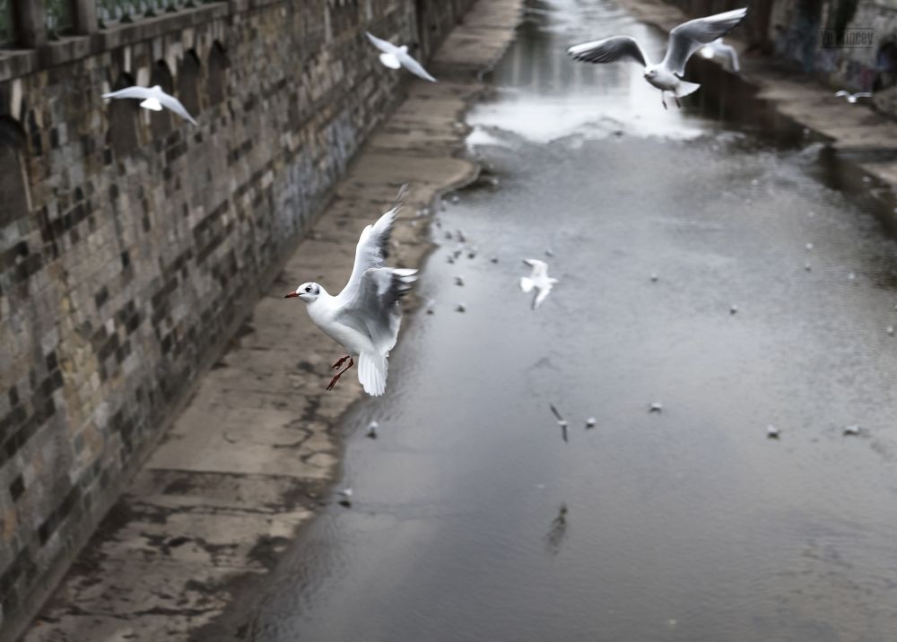 Борьба за пищу