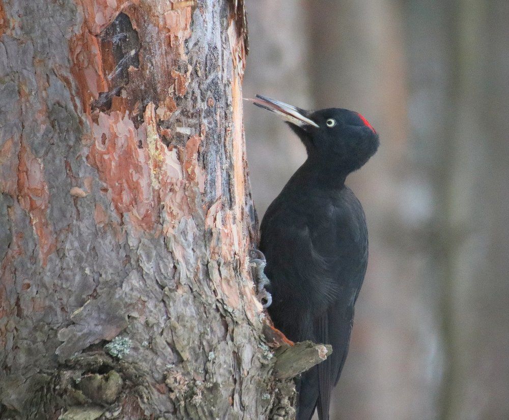 Завтрак желны