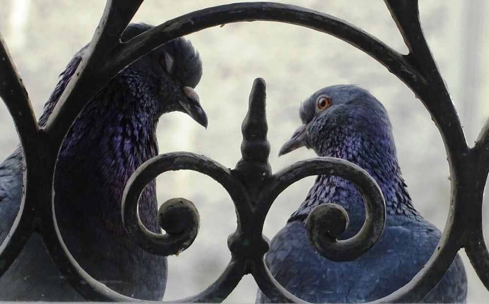 In front of my Parisian window