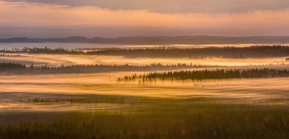 Первобытная тайга