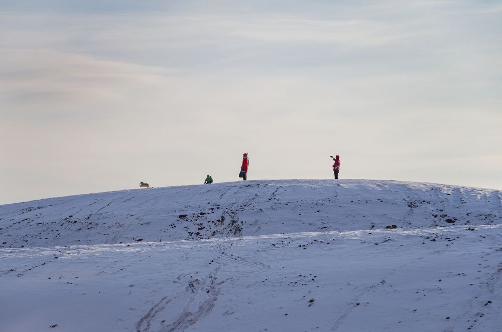 не считая собаки