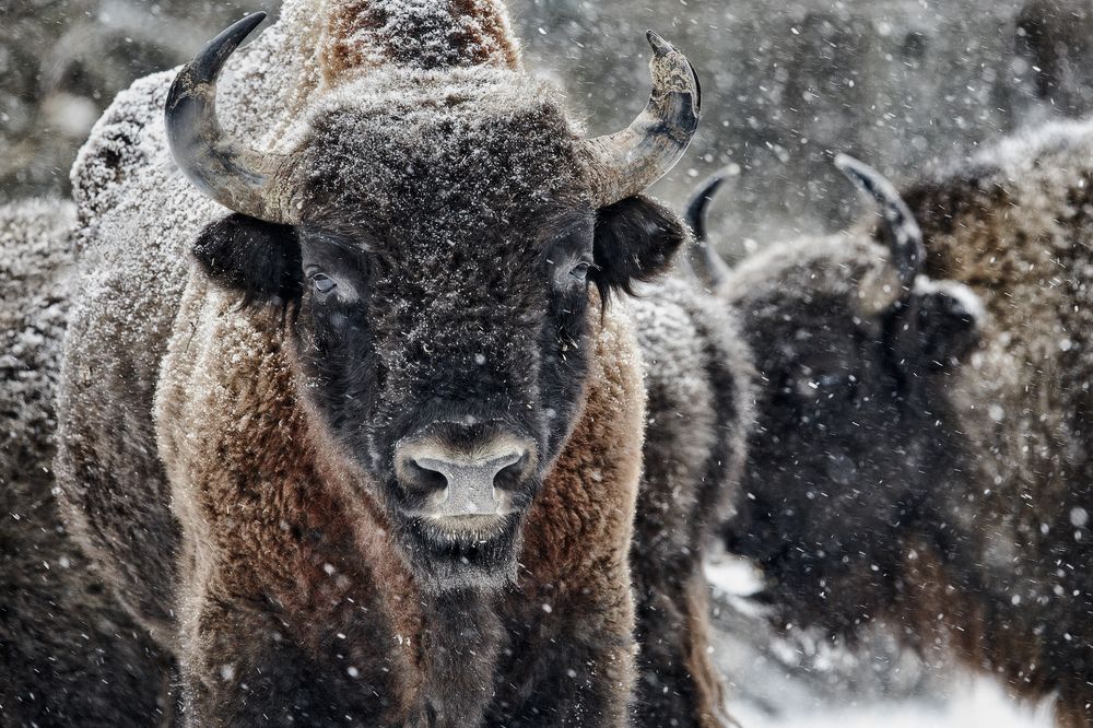 Глаза в глаза.