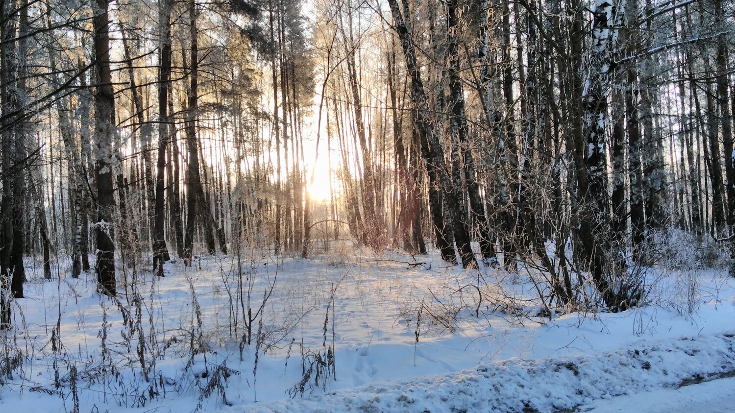 Закат сквозь зимний лес