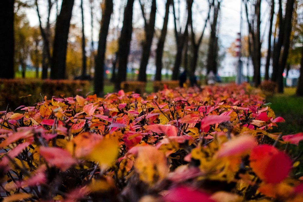 Осень