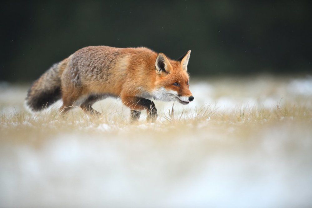 Sniffing fox II.