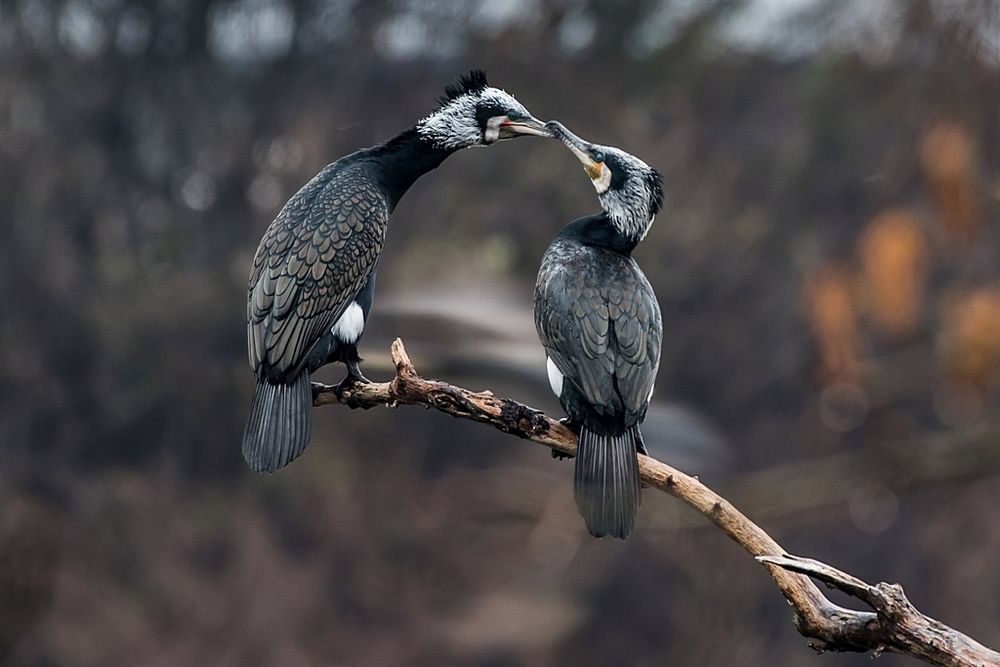 Бакланская нежность