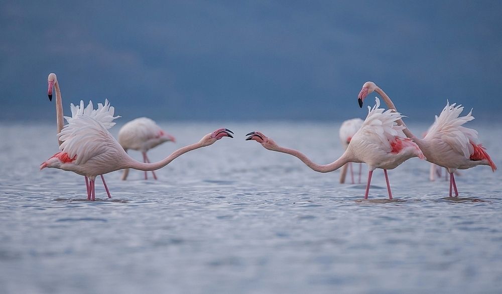 Дуэль с секундантами