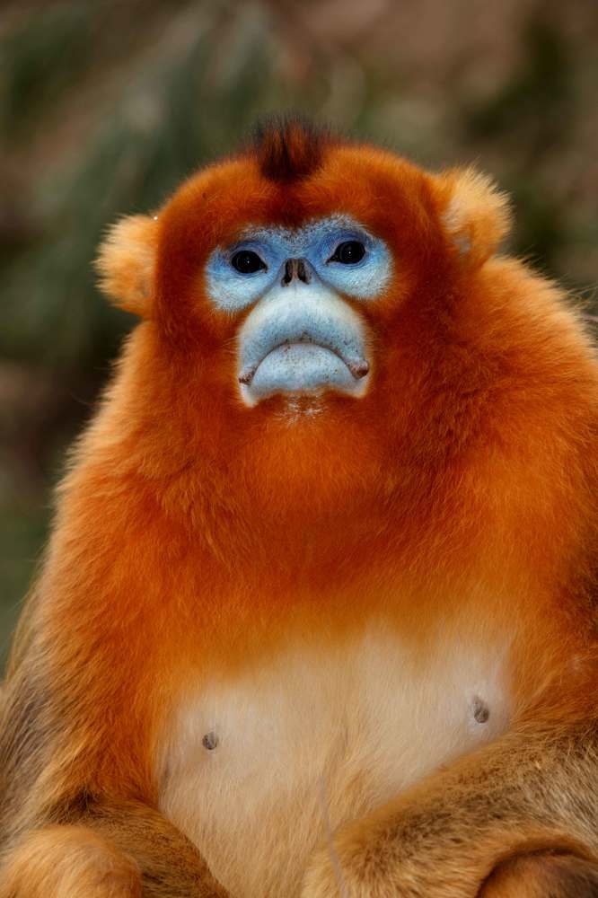 Золотистые курносые обезьяны