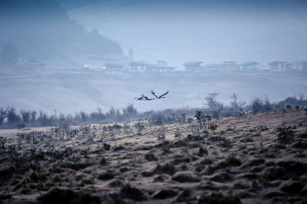The Black-Necked Crane