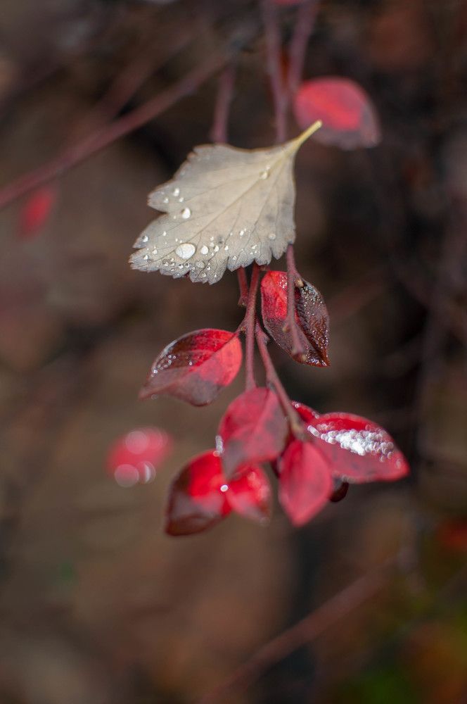 Искренность