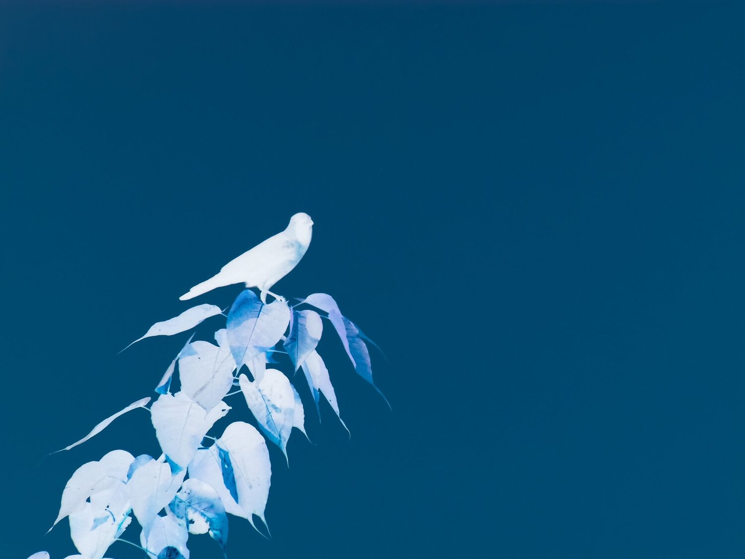 Inverted photo of crow