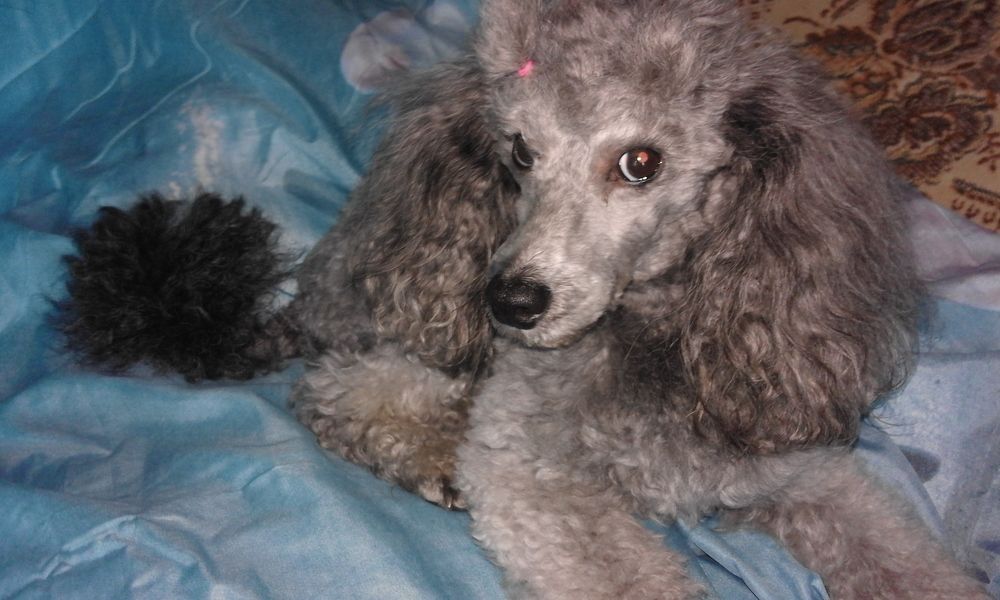 Наш позер !!!!!!