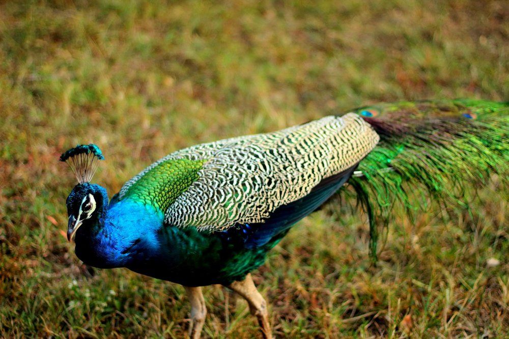 Peacock