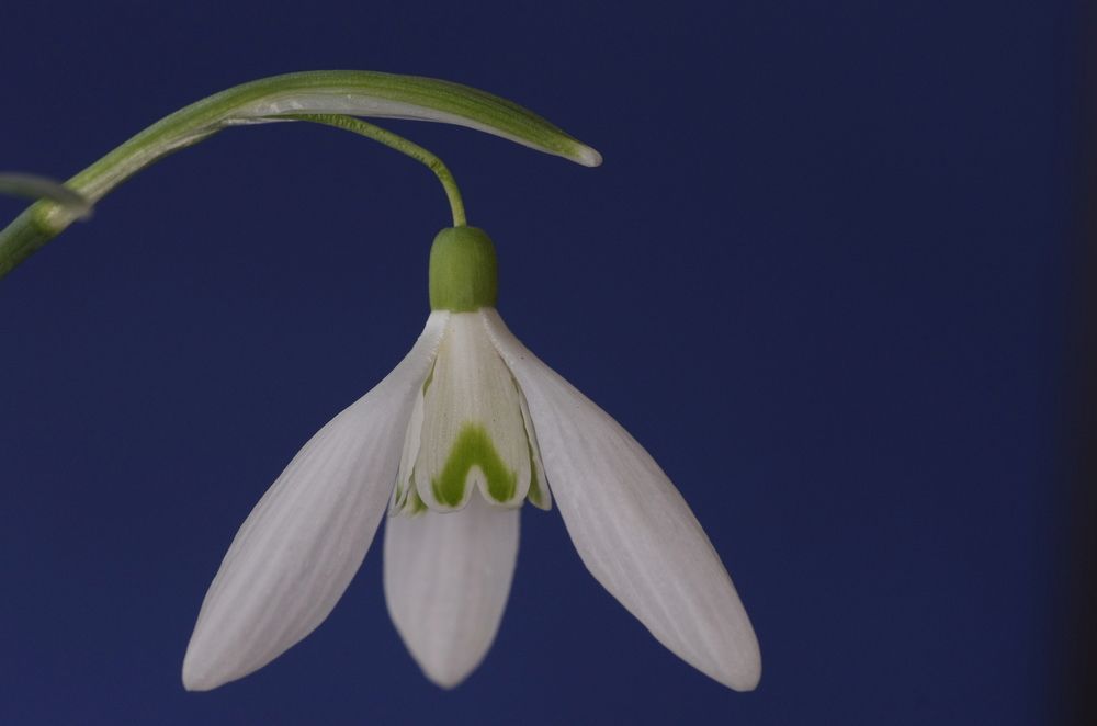 Portrait of a Snowdrop